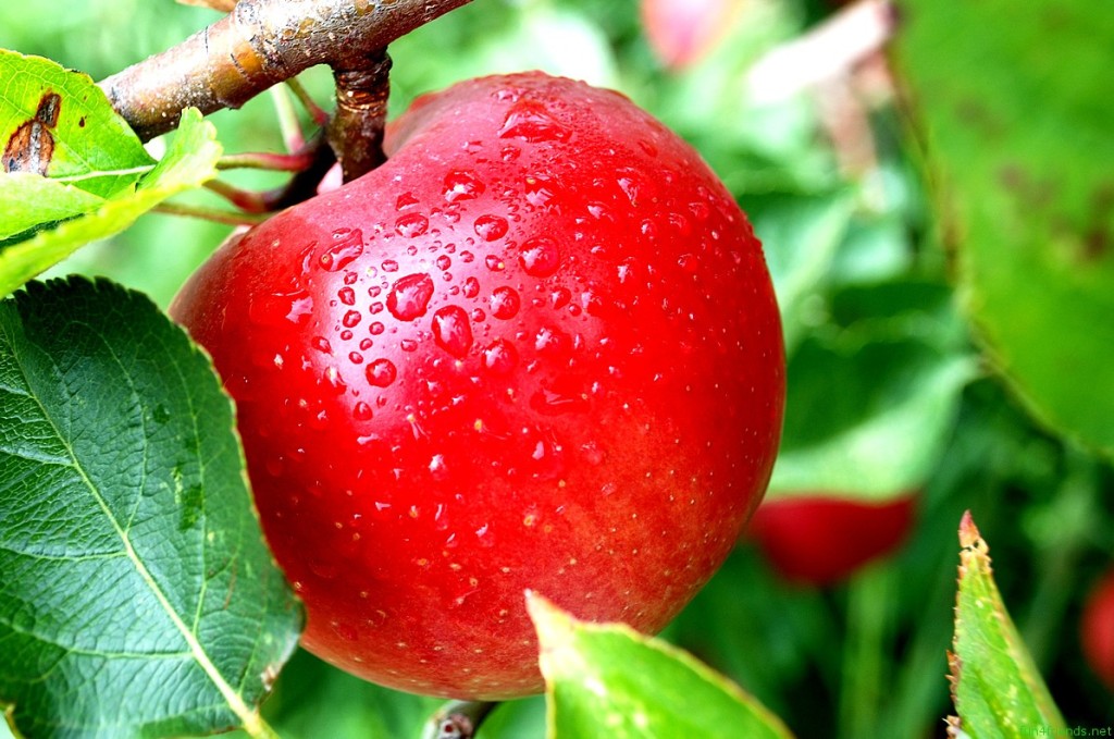 Apple-Fruit1