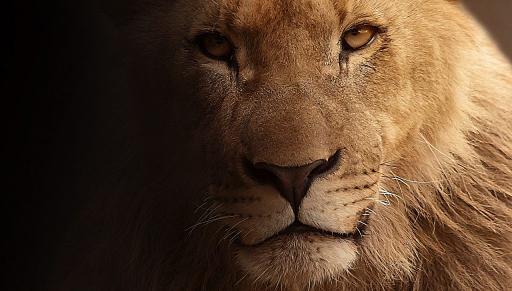 lion-617365_1280pixabay